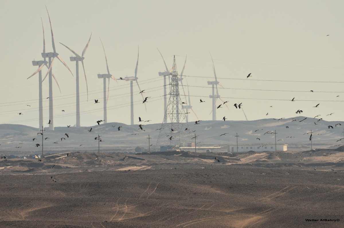 NCEs Impact on Biodiversity Conservation in Egypts Renewable Energy Sector